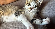 Coquillage participe au concours pour gagner de l'argent avec cette photo : kitten, cat, pet, animal, indoor, couch, furniture, child, arm, leg, relaxing, curious, tabby, white_paws, close_up, texture, home, cozy, playful, young