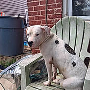 Nyla joined the competition — help win amazing prizes! dog, white_dog, black_spots, plastic_chair, outdoor, brick_wall, window, trash_can, concrete_floor, pet, sitting, animal, domestic, calm, curious, yard, daylight, fence, house, resting