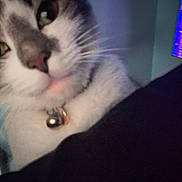 Misty joined the competition — help win amazing prizes! animal_portrait, bell, blurred_background, cat, close_up, collar, cozy, curiosity, curious, domestic_animal, face, feline, green_eyes, house_pet, indoor, pet, soft_fur, tv_screen, whiskers, window