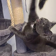 Muffin joined the competition — help win amazing prizes! cat, gray_cat, cat_tree, playful, motion_blur, indoor, pet, feline, collar, whiskers, paws, climbing, curious, fur, animal, scratching_post, home, cute, pet_accessory, vertical