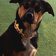 Velcro a rejoint le concours — aidez-le/la à gagner de superbes lots ! dog, pet, animal, collar, outdoor, grass, artificial_turf, pavement, brown, black, white, sitting, portrait, ears, fur, canine, domestic_animal, watching, cute, friendly