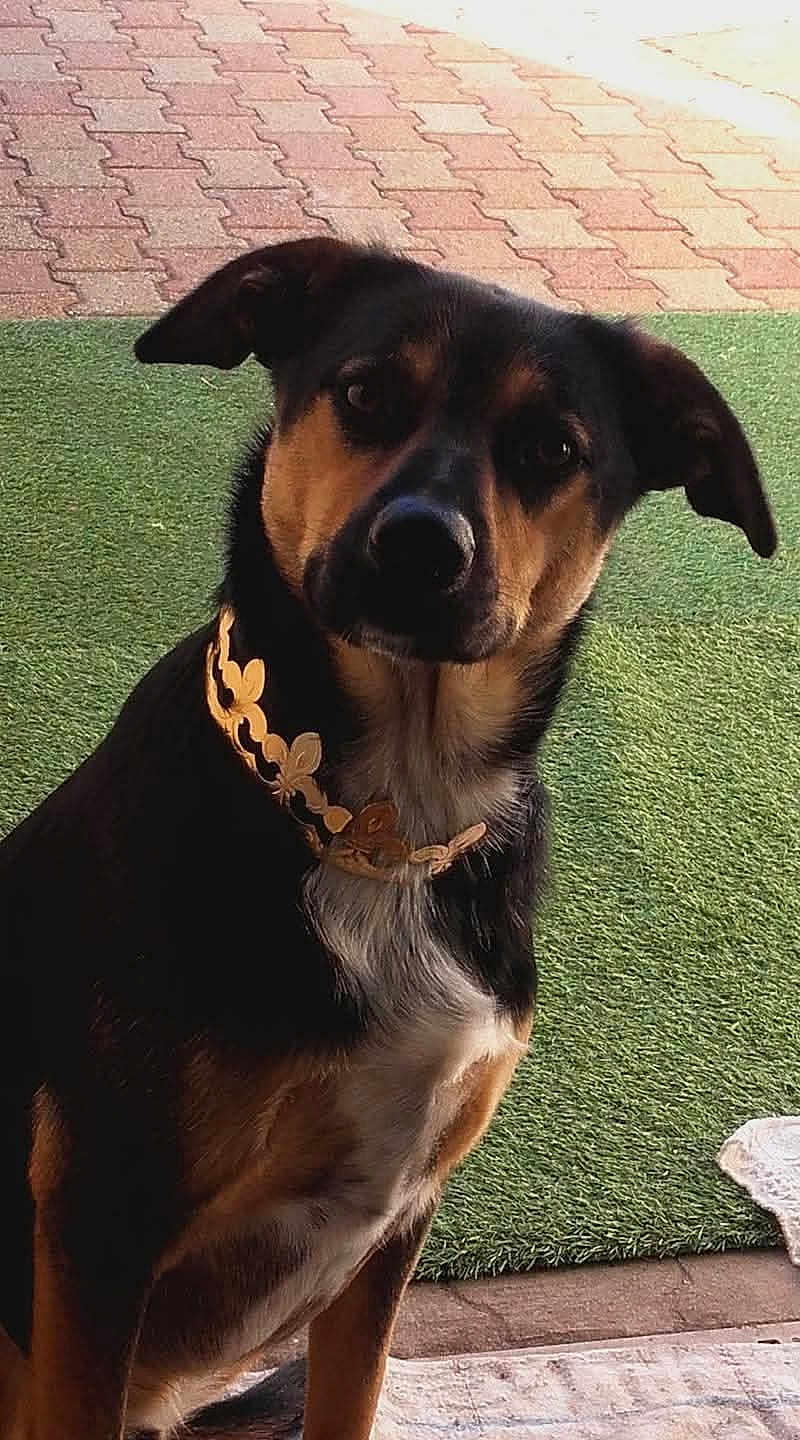 Velcro a rejoint le concours — aidez-le/la à gagner de superbes lots ! dog, pet, animal, collar, outdoor, grass, artificial_turf, pavement, brown, black, white, sitting, portrait, ears, fur, canine, domestic_animal, watching, cute, friendly