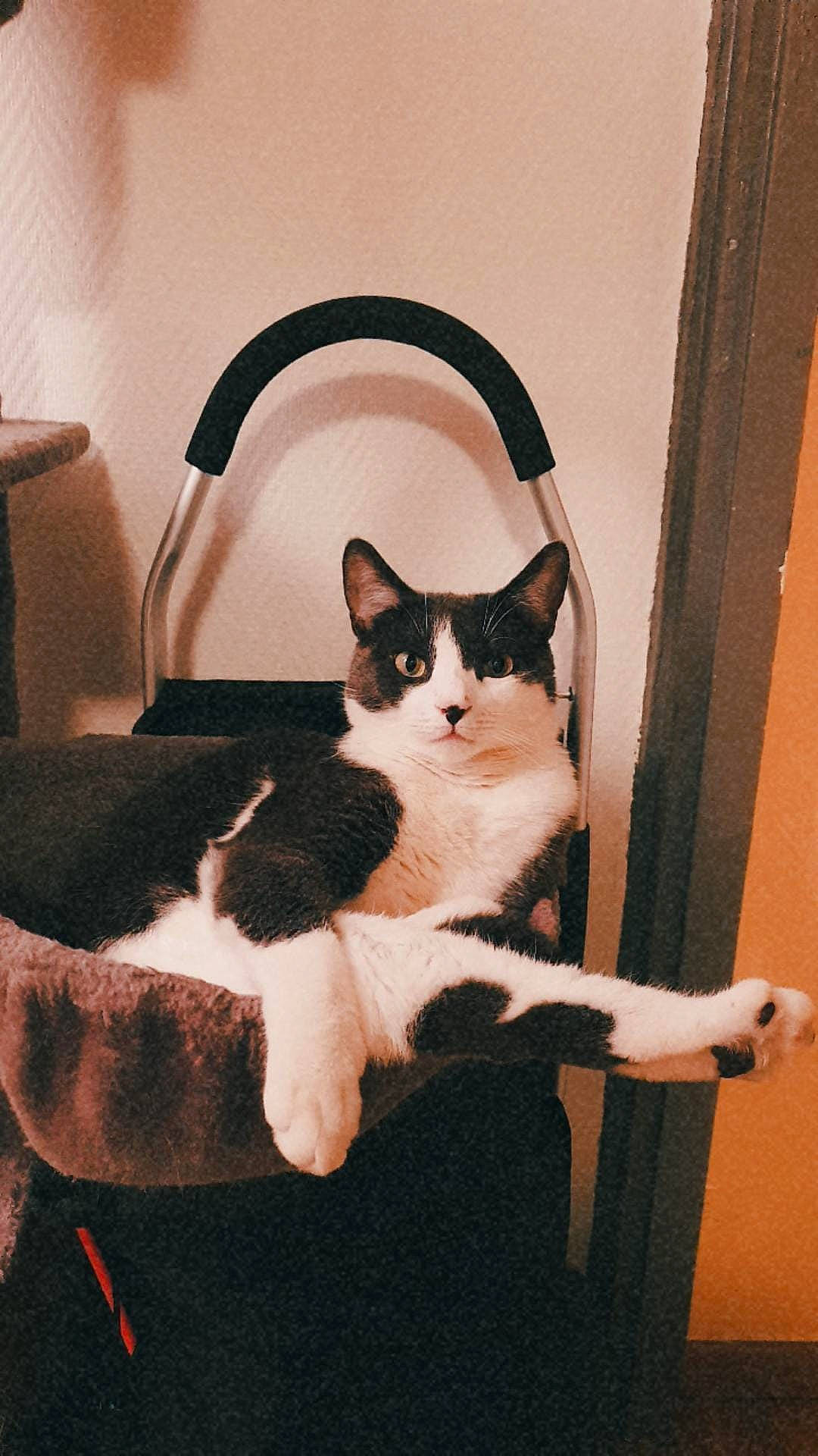 Albus participe au concours pour gagner de l'argent avec cette photo : carnivore, cat, cat_supply, comfort, domestic_short_haired_cat, felidae, formal_wear, fur, hardwood, leg, paw, room, sitting, small_to_medium_sized_cats, snout, stairs, tail, whiskers, window, wood