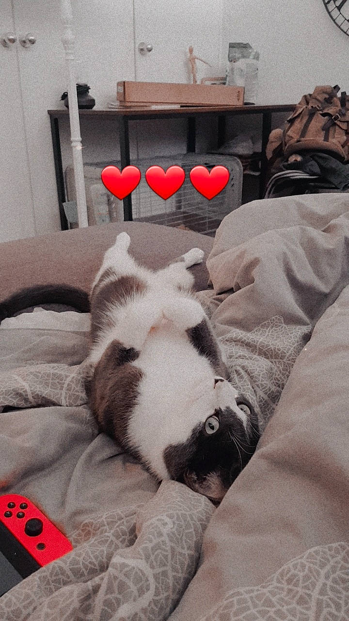 Albus a rejoint le concours — aidez-le/la à gagner de superbes lots ! bedding, carnivore, cat, chair, comfort, companion_dog, couch, dog_breed, domestic_short_haired_cat, felidae, flooring, fur, grey, linens, living_room, room, small_to_medium_sized_cats, table, tail, whiskers