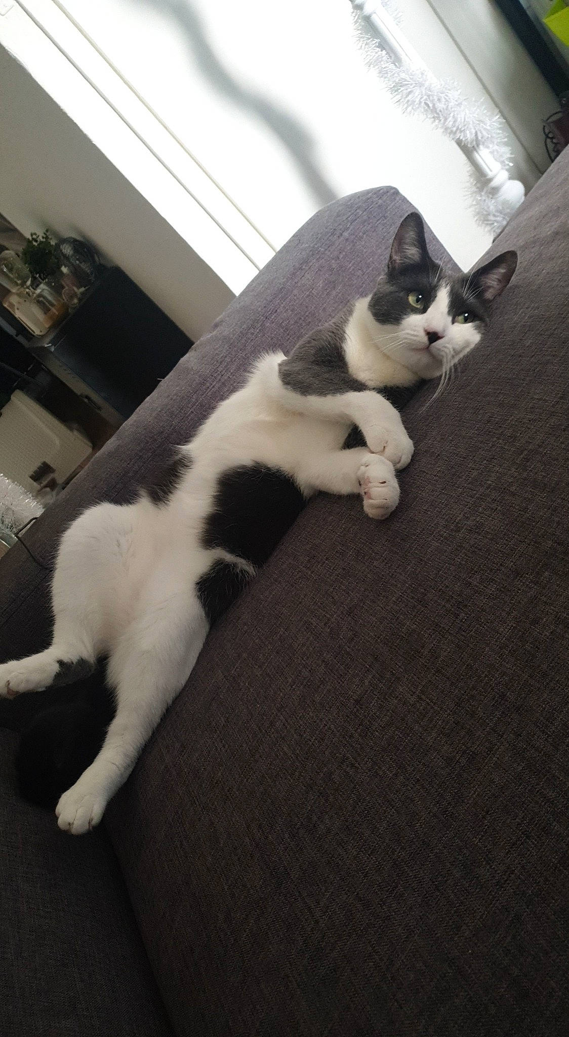 Albus participe au concours pour gagner de l'argent avec cette photo : carnivore, cat, cloud, comfort, domestic_short_haired_cat, felidae, flooring, fur, human_leg, monochrome_photography, nap, paw, room, sky, small_to_medium_sized_cats, snout, tail, whiskers, window, wood