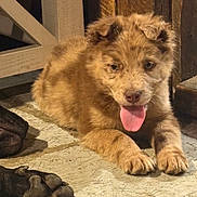 Hoss is registered to the contest to win money with this photo: puppy, dog, tongue_out, fur, paw, floor, wooden_background, pet, animal, cute, lying_down, indoor, warm_light, close_up, young_dog, canine, friendly, adorable, companion, resting