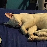 Casper joined the competition — help win amazing prizes! blanket, blue_blanket, cat, cozy, curled_up, feline, fur, home, indoor, laundry_basket, paw, peaceful, pet, quiet, relaxing, resting, shadow, sleeping, wall, white_cat