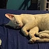 blanket, blue_blanket, cat, cozy, curled_up, feline, fur, home, indoor, laundry_basket, paw, peaceful, pet, quiet, relaxing, resting, shadow, sleeping, wall, white_cat