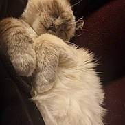 Miya participe au concours pour gagner de l'argent avec cette photo : cat, sleeping, fluffy, pet, indoor, cozy, fur, relaxed, resting, animal, cute, mammal, whiskers, paws, nap, domestic, comfort, soft, closeup, lap