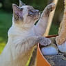 cat, kitten, ginger_cat, playful, outdoor, garden, plant_pot, stones, curious, feline, pets, nature, sunlight, greenery, interaction, close_up, animal, whiskers, ears, paw