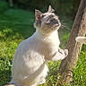 Miya a rejoint le concours — aidez-le/la à gagner de superbes lots ! cat, animal, outdoor, grass, sunlight, fur, nature, pet, curious, perched, wildflowers, wooden_post, daylight, mammal, whiskers, ears, tail, garden, playful, sunshine