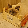 Miya participe au concours pour gagner de l'argent avec cette photo : cat, crate, wooden_box, floor, tile, indoor, pet, feline, animal, resting, cute, small_space, curious, ears, looking, brown, beige, cozy, home, quiet