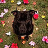 Jay is registered to the contest to win money with this photo: dog, black_dog, flower, garden, outdoor, grass, pet, animal, nature, cute, looking_up, ears, face, eyes, plant, colorful, ground, sitting, fur, canine