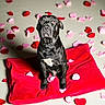 dog, black_dog, pet, animal, red_cushion, heart_petals, valentines_day, cute, sitting, indoor, portrait, looking_up, adorable, fluffy, companion, canine, love_theme, decor, soft_texture, bright_colors
