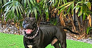 Jay is registered to the contest to win money with this photo: dog, black_dog, pet, animal, grass, artificial_grass, greenery, plants, tropical_plants, outdoor, fence, happy, tongue_out, collar, chain_collar, standing, nature, sunlight, smiling, canine