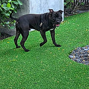 Jay is registered to the contest to win money with this photo: dog, black_dog, grass, artificial_grass, outdoor, plants, bushes, concrete_wall, playful, pet, canine, animal, leaves, greenery, collar, harness, happy, looking_back, yard, nature