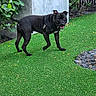 dog, black_dog, grass, artificial_grass, outdoor, plants, bushes, concrete_wall, playful, pet, canine, animal, leaves, greenery, collar, harness, happy, looking_back, yard, nature