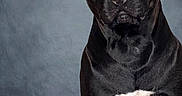Jay is registered to the contest to win money with this photo: alert, animal, background, black_dog, canine, dog, ears, eyes, fur, indoor, looking, muscular, muzzle, nostrils, pet, portrait, serious, sitting, studio, white_patch