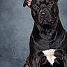 Jay is registered to the contest to win money with this photo: dog, black_dog, pet, animal, portrait, studio, sitting, canine, fur, ears, eyes, white_patch, muzzle, nostrils, muscular, background, indoor, looking, alert, serious