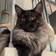 Angèle a rejoint le concours — aidez-le/la à gagner de superbes lots ! cat, fluffy, staircase, indoor, pet, curious, golden_eyes, feline, black_fur, gray_fur, relaxed, close_up, animal, domestic, whiskers, ears, paws, home, modern, portrait
