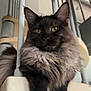 cat, fluffy, staircase, indoor, pet, curious, golden_eyes, feline, black_fur, gray_fur, relaxed, close_up, animal, domestic, whiskers, ears, paws, home, modern, portrait