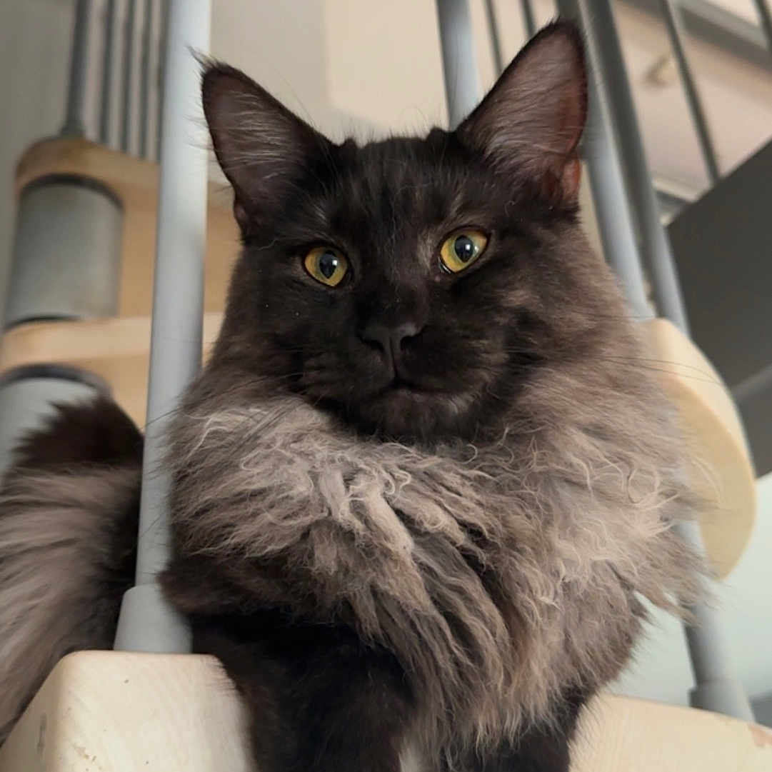 Angèle a rejoint le concours — aidez-le/la à gagner de superbes lots ! animal, black_fur, cat, close_up, curious, domestic, ears, feline, fluffy, golden_eyes, gray_fur, home, indoor, modern, paws, pet, portrait, relaxed, staircase, whiskers
