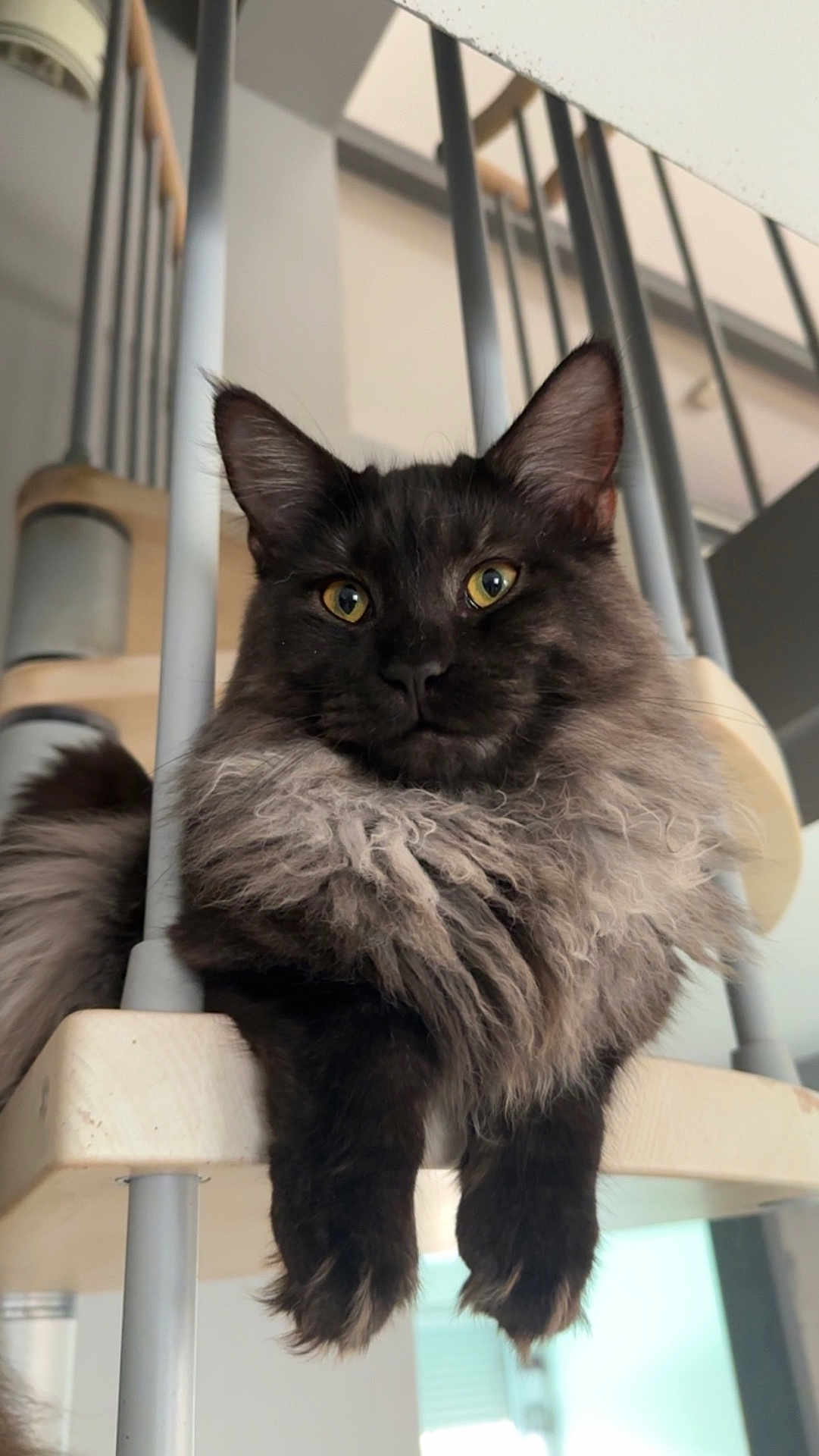 Angèle a rejoint le concours — aidez-le/la à gagner de superbes lots ! cat, fluffy, staircase, indoor, pet, curious, golden_eyes, feline, black_fur, gray_fur, relaxed, close_up, animal, domestic, whiskers, ears, paws, home, modern, portrait