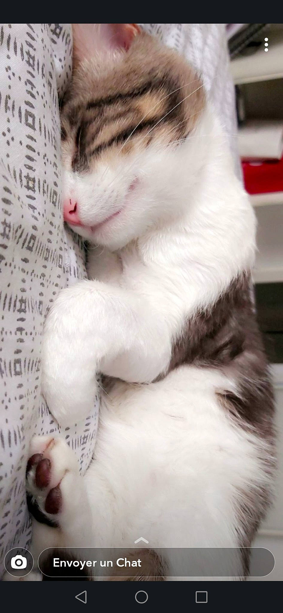 Mani ?????? participe au concours pour gagner de l'argent avec cette photo : aegean_cat, american_wirehair, asian, carnivore, cat, ear, european_shorthair, felidae, fur, kitten, mammal, nap, norwegian_forest_cat, nose, paw, polydactyl_cat, small_to_medium_sized_cats, snout, tail, whiskers