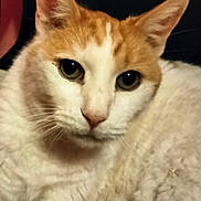 Mystical is registered to the contest to win money with this photo: cat, close_up, orange_and_white, fur, pet, animal, whiskers, ears, eyes, face, portrait, domestic_cat, feline, cute, indoor, looking_at_camera, calm, curious, mammal, soft_fur