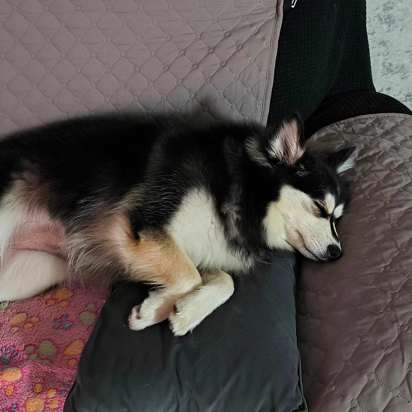 Vénus a rejoint le concours — aidez-le/la à gagner de superbes lots ! animal, black_and_white, blanket, canine, companion, couch, cozy, cute, dog, domestic, fur, indoor, laying_down, pet, pillow, quiet, quilted, relaxing, resting, sleeping