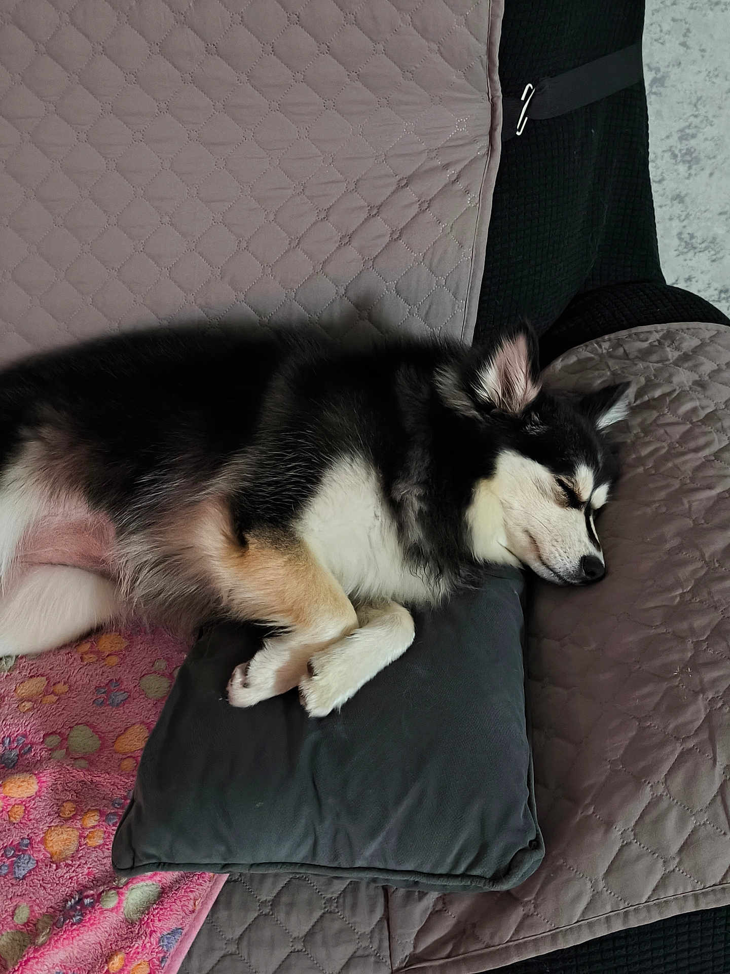 Vénus a rejoint le concours — aidez-le/la à gagner de superbes lots ! dog, sleeping, couch, pillow, blanket, quilted, black_and_white, fur, pet, indoor, resting, cozy, animal, cute, domestic, relaxing, canine, companion, laying_down, quiet