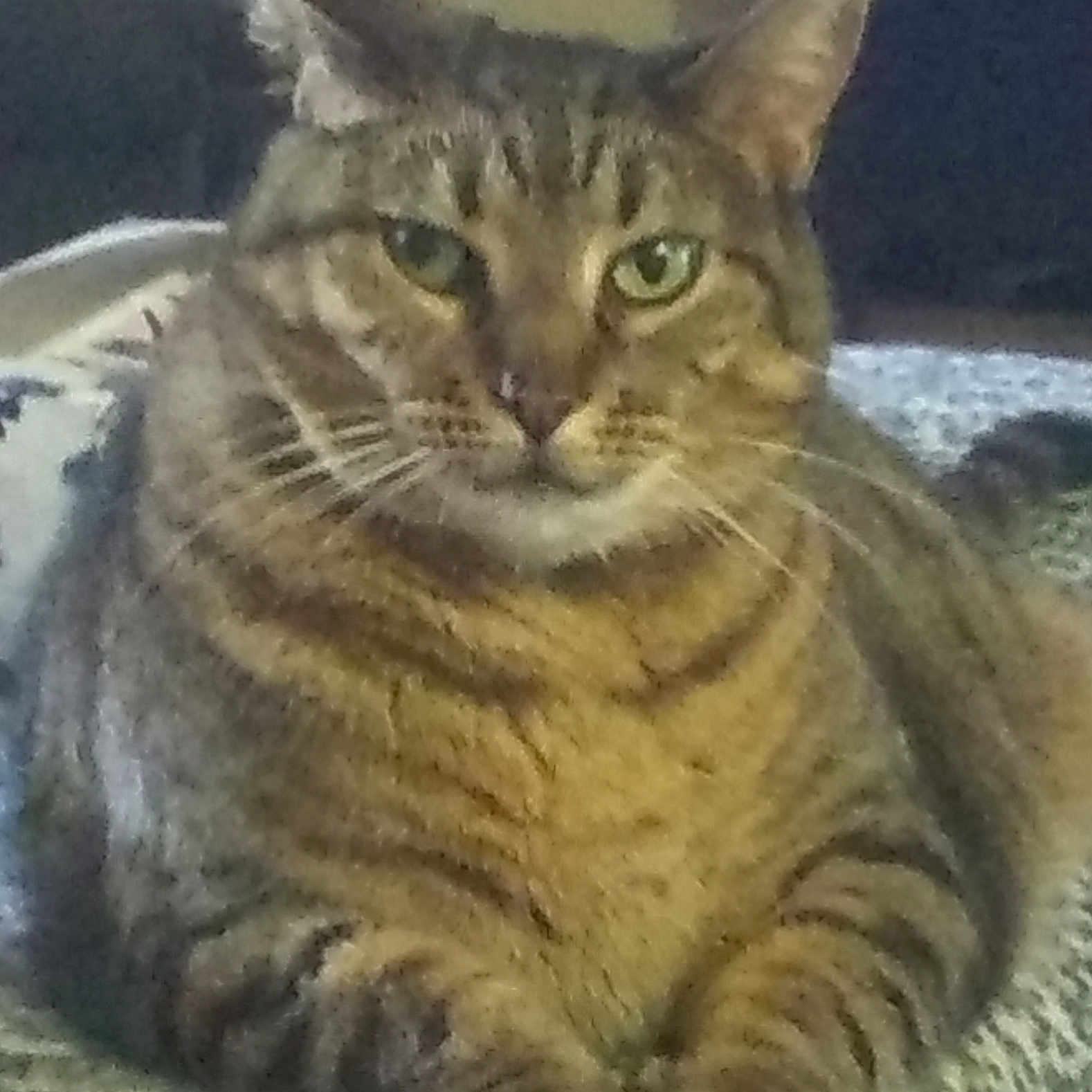 Tabie joined the competition — help win amazing prizes! animal, blanket, cat, closeup, cute, domestic, ears, face, feline, fur, indoor, knitted, looking, lying_down, mammal, paws, pet, resting, tabby, whiskers