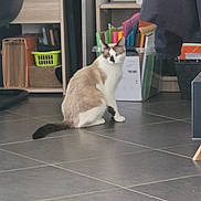 Miko a rejoint le concours — aidez-le/la à gagner de superbes lots ! animal, brown, cat, container, curious, domestic, floor, folders, furniture, indoor, looking_back, office, paper, pet, shelves, storage, tail, tiles, white, workspace