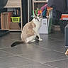 animal, brown, cat, container, curious, domestic, floor, folders, furniture, indoor, looking_back, office, paper, pet, shelves, storage, tail, tiles, white, workspace