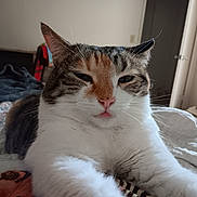 Pumpkin is registered to the contest to win money with this photo: animal, bed, brown, cat, close_up, cozy, cute, feline, fur, home, indoor, paw, pet, portrait, relaxed, sleepy, striped, tabby, whiskers, white