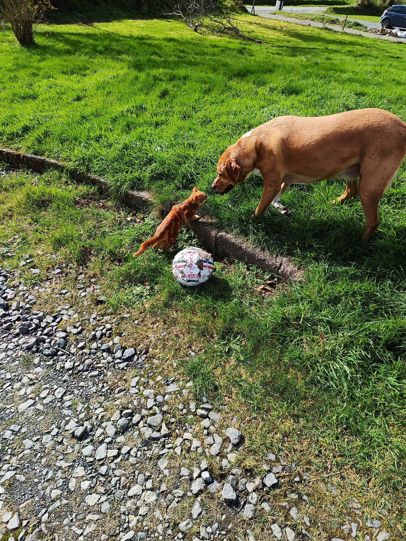 Obi a rejoint le concours — aidez-le/la à gagner de superbes lots ! ball, carnivore, companion_dog, dog, dog_breed, fawn, grass, grassland, grazing, groundcover, landscape, lawn, pasture, plant, shrub, soil, tail, terrestrial_animal, tree, working_animal