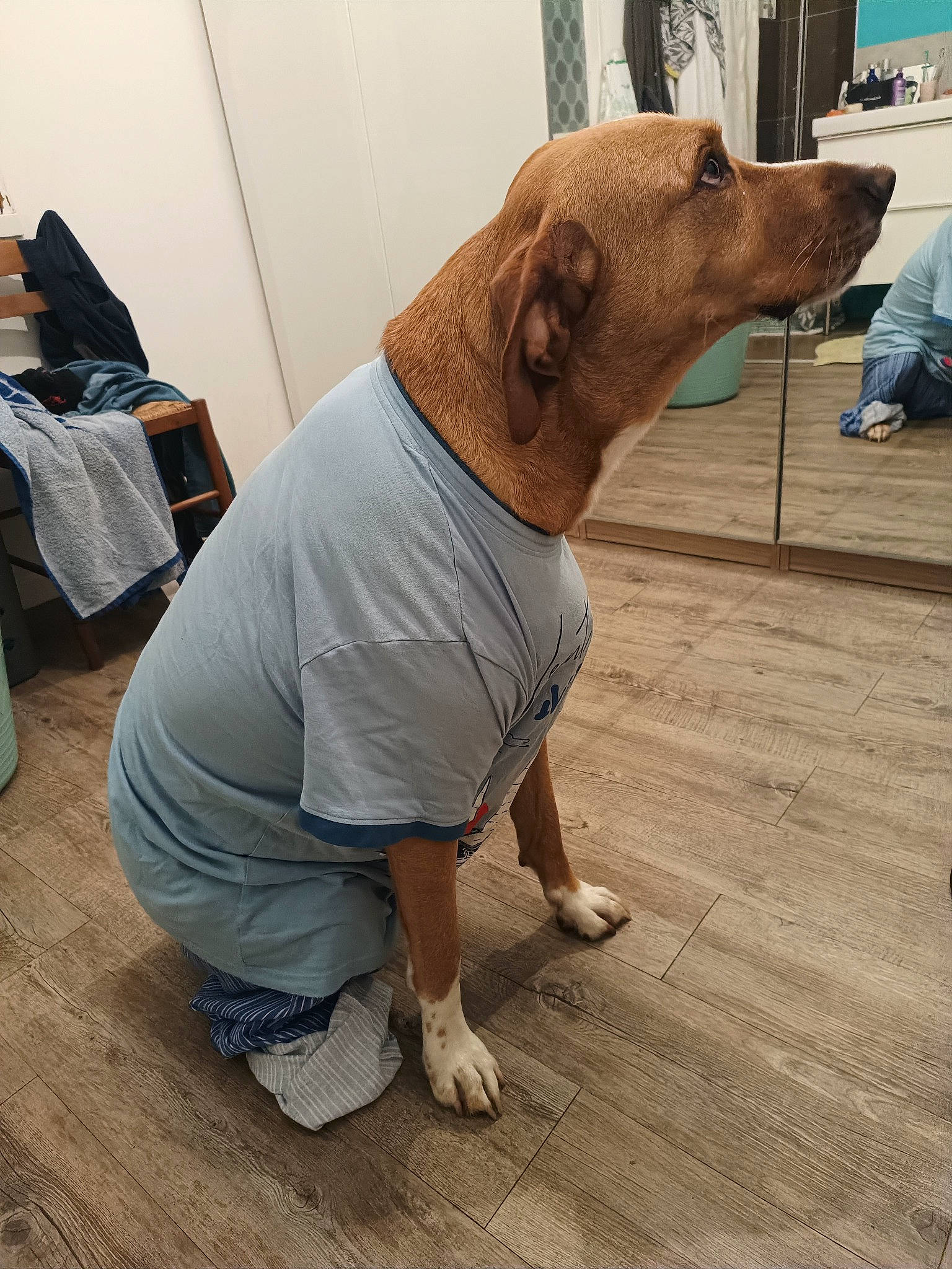 Obi a rejoint le concours — aidez-le/la à gagner de superbes lots ! carnivore, collar, companion_dog, dog, dog_breed, dog_clothes, dog_supply, fawn, floor, flooring, foot, hardwood, human_leg, laminate_flooring, pet_supply, sleeve, t_shirt, wood, wood_flooring, working_animal