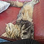 animal, cat, comfort, couch, cozy, cute, domestic, feline, fluffy, fur, indoor, leather, pet, red, relaxed, resting, side_view, sleeping, tabby, whiskers