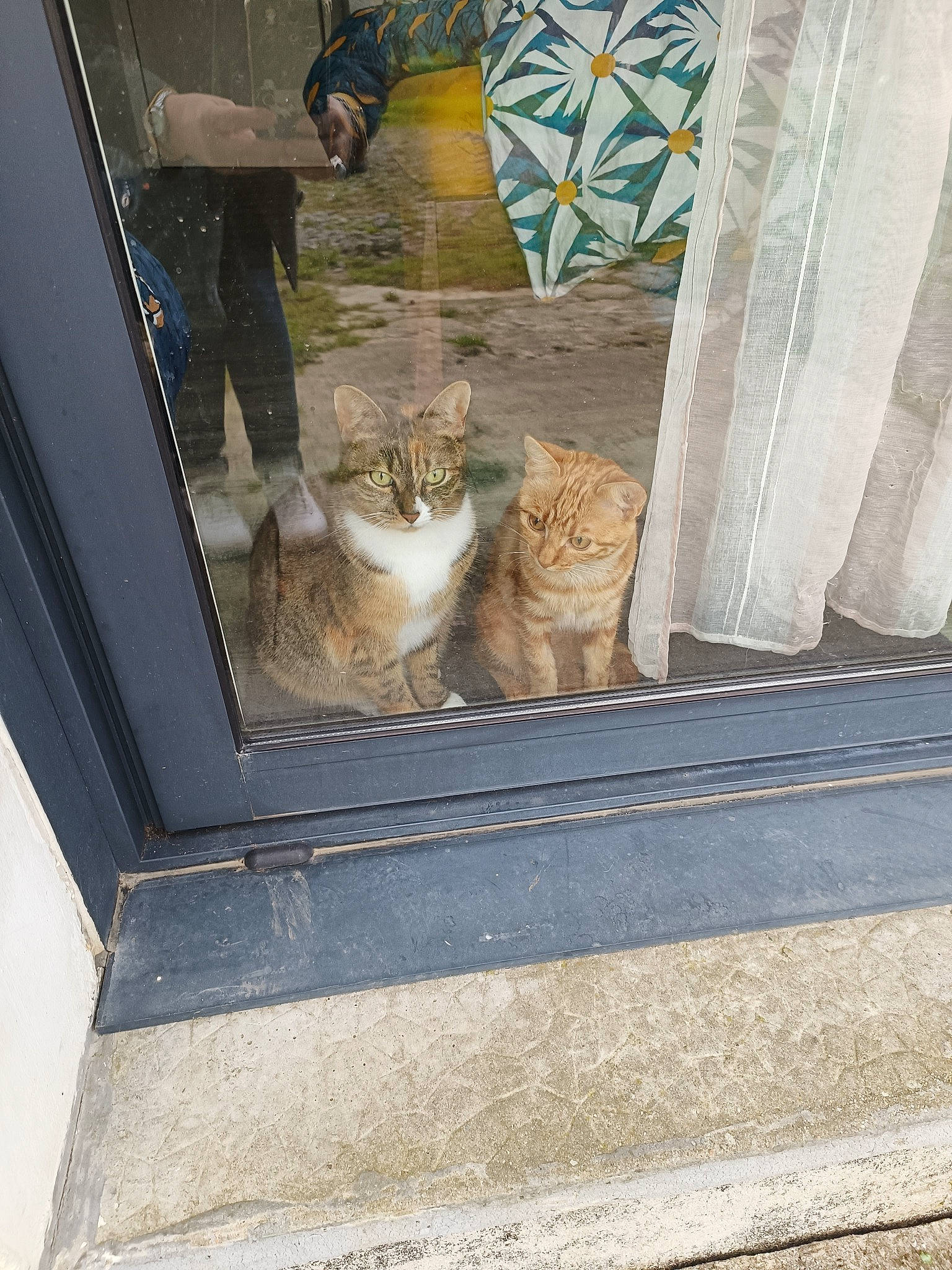 Cachou a rejoint le concours — aidez-le/la à gagner de superbes lots ! carnivore, cat, domestic_short_haired_cat, door, fawn, felidae, flooring, fur, glass, home_door, metal, road_surface, shadow, sitting, small_to_medium_sized_cats, tail, terrestrial_animal, whiskers, window, wood