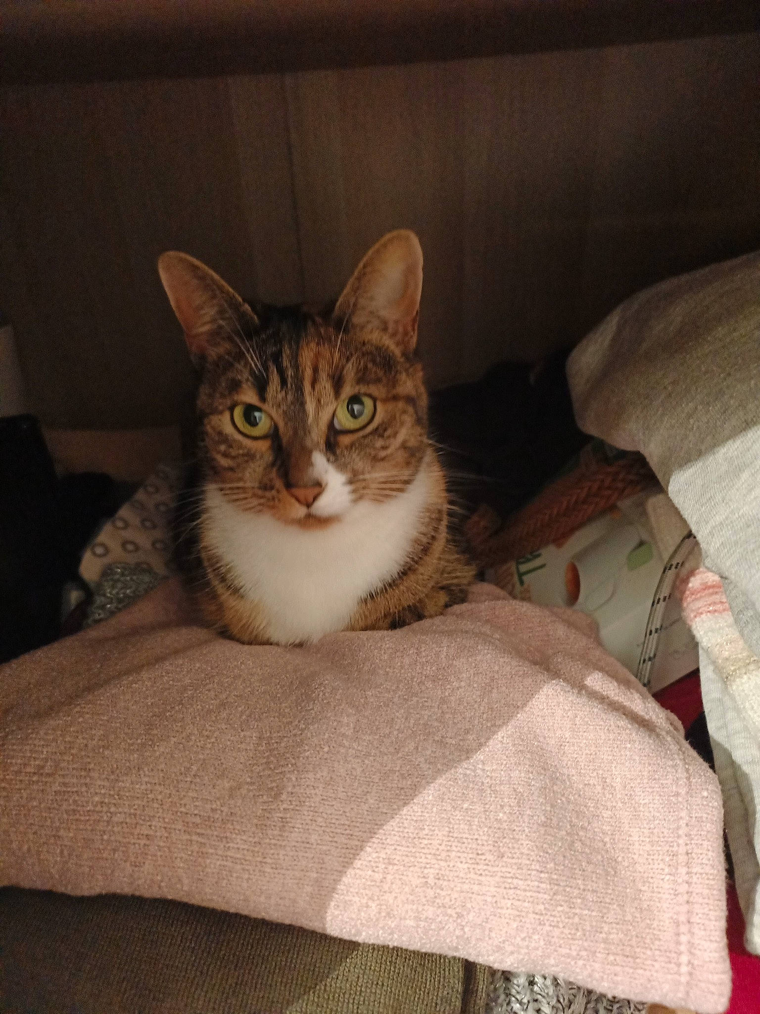 Cachou participe au concours pour gagner de l'argent avec cette photo : bed, bedding, box, carnivore, cat, cat_supply, comfort, couch, domestic_short_haired_cat, door, fawn, felidae, fur, linens, small_to_medium_sized_cats, snout, tail, whiskers, window, wood