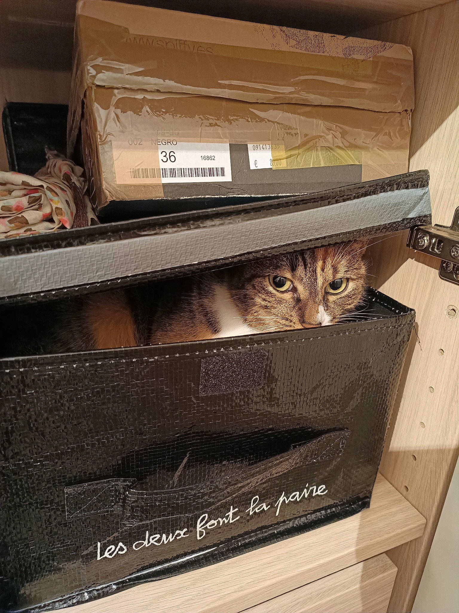 Cachou a rejoint le concours — aidez-le/la à gagner de superbes lots ! box, brown, cardboard, carnivore, cat, cat_supply, domestic_short_haired_cat, felidae, hardwood, packaging_and_labeling, pet_supply, publication, rectangle, room, shelf, shelving, small_to_medium_sized_cats, whiskers, wood, wood_stain