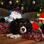 Gracie Ann is registered to the contest to win money with this photo: puppy, dog, christmas_tree, tinsel, holiday, festive, plush_toy, floor, wooden_floor, decorations, stuffed_animal, christmas_lights, red_sweater, black_fur, white_fur, brown_fur, indoors, celebration, holiday_decor, cute