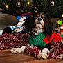 Gracie Ann is registered to the contest to win money with this photo: dog, christmas_tree, holiday, tinsel, wooden_floor, sweater, decorations, plush_toy, festive, indoor, pet, black_and_white, red, green, relaxing, cute, winter, celebration, seasonal, cozy
