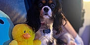 Gracie Ann joined the competition — help win amazing prizes! dog, plush_toy, yellow_duck, bed, bedding, pillow, indoor, pet, cute, black_and_white, fur, soft_toy, animal, cozy, resting, colorful, patterned_bedspread, sleeping_area, domestic, companion