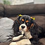 Gracie Ann is registered to the contest to win money with this photo: dog, cavalier_king_charles_spaniel, pet, cute, ears, bow, brown_couch, indoor, relaxed, paw, fur, animal, close_up, black_and_tan, white_paw, looking, face, whiskers, home, companion