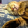 Bowie joined the competition — help win amazing prizes! cat, tabby, sleeping, relaxed, nap, furry, whiskers, closed_eyes, pink_nose, paw, belly, striped_fur, indoor, bed, blanket, cozy, pet, portrait, closeup, peaceful