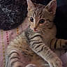 Bowie joined the competition — help win amazing prizes! cat, kitten, tabby, striped_fur, pet, animal, lying_down, playful, tongue_out, wide_eyes, ears, paws, whiskers, belly, indoor, blanket, cozy, portrait, close_up, cute