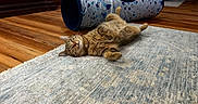 Bowie joined the competition — help win amazing prizes! cat, tabby_cat, pet, animal, lying_down, relaxed, playful, indoor, living_room, rug, wooden_floor, play_tunnel, striped_fur, whiskers, paws, belly_up, cozy, home, portrait, photography