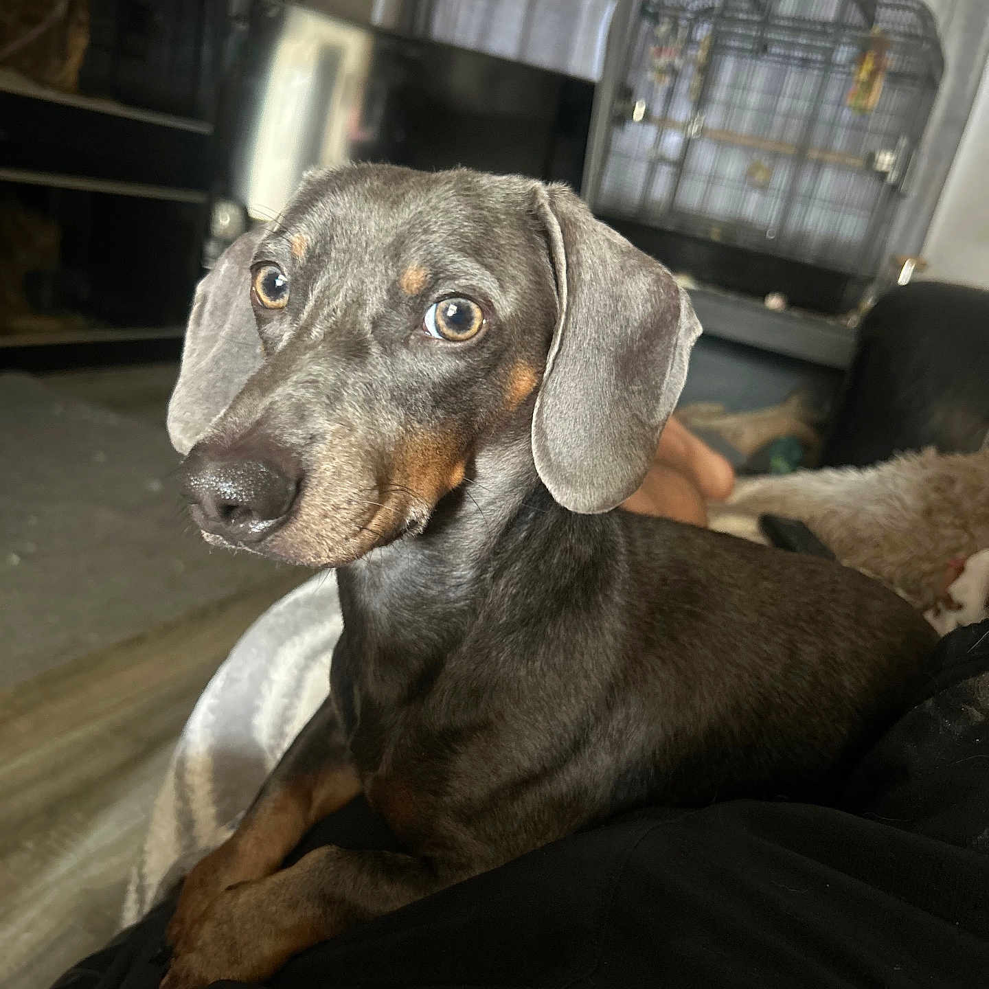 Bin-Ladin joined the competition — help win amazing prizes! animal, birdcage, black, blanket, brown, canine, closeup, curious, dachshund, dog, ears, eyes, floor, furniture, indoor, living_room, pet, resting, snout, television