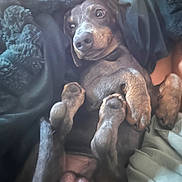 Bin-Ladin joined the competition — help win amazing prizes! dog, pet, blanket, cozy, lying_down, paws, fur, animal, relaxed, indoor, cute, mammal, canine, bed, resting, snuggle, comfort, sleepy, domestic_animal, companion